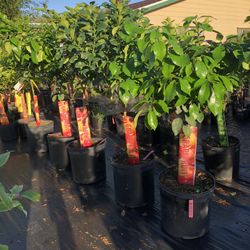 Orange, Lemon, Lime, Grapefruit