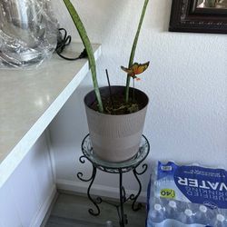 Snake Plant With Stand 