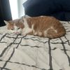 Sam