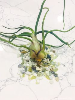 Beautiful Bulbosa Guatemala Air plant