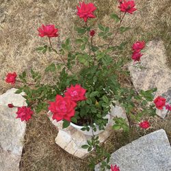 Double Knock Out Red Rose In Large White Glazed Ceramic Pot With Drainage.