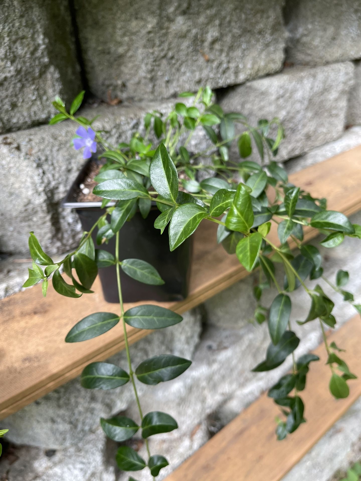 Periwinkle Vinca-Vine Perennial Plant, Ground Cover, Basket Filler.