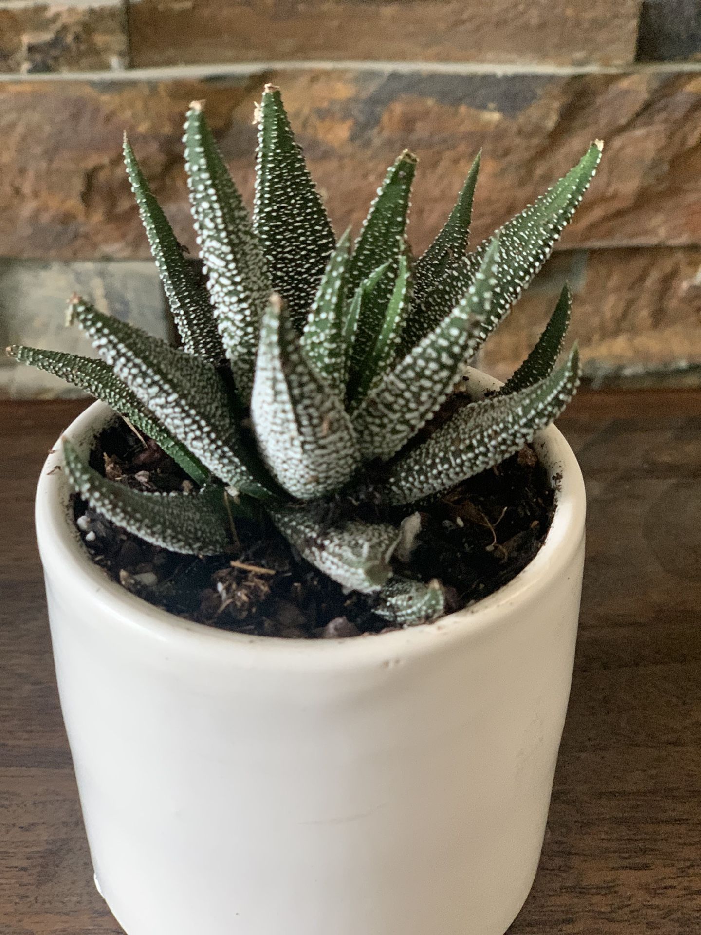 HAWORTHIA/GASTERIA In White Ceramic Pot Easy To Grow Low Light