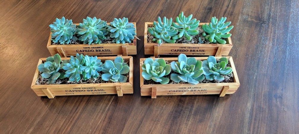 Succulent Babies $4 Each Box or $10 For all 4