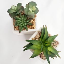 FAKE SET OF SUCCULENTS PLANTS WITH WHITE CERAMIC BASE