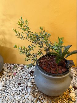 Small olive tree. Pot is not included