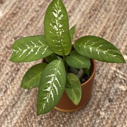 Dieffenbachia 