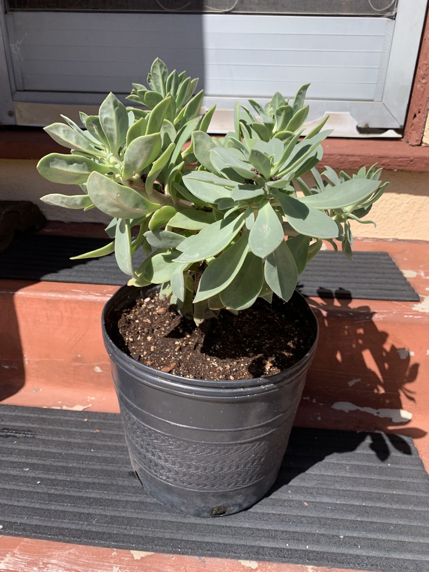 Ghost Plant Succulent