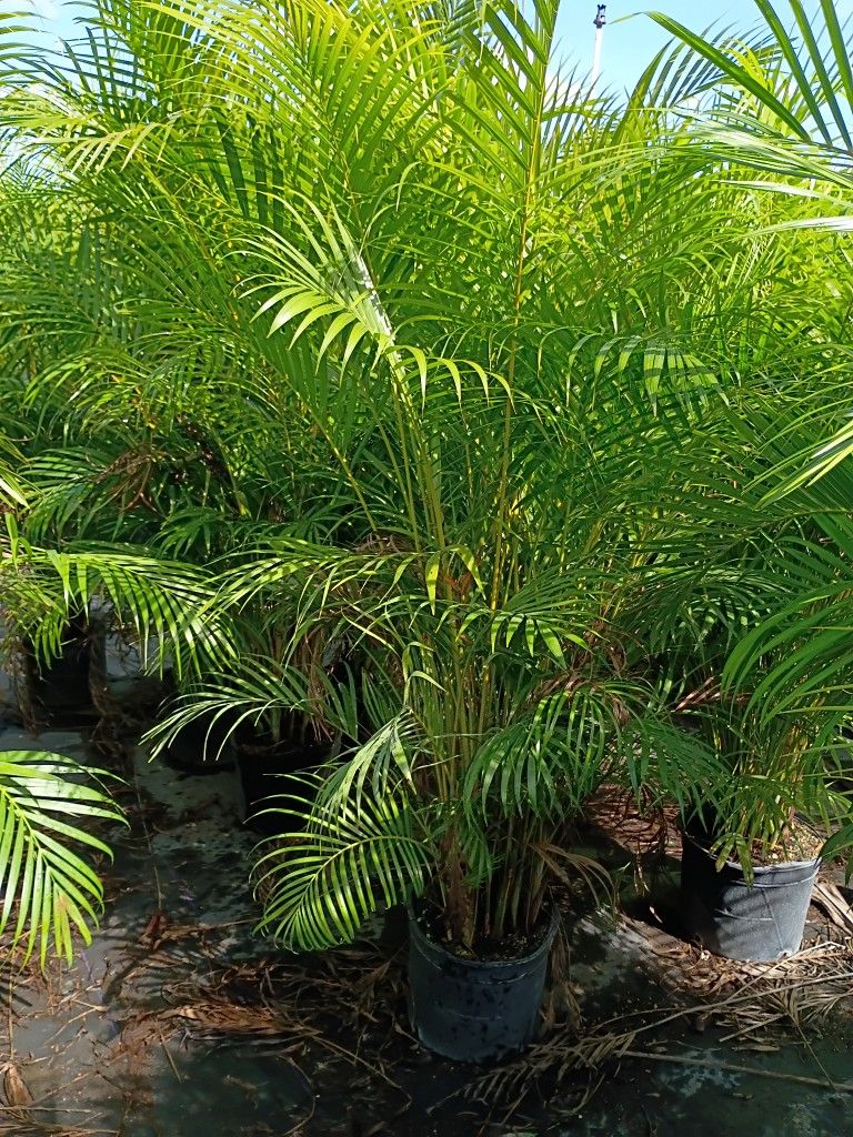 Huge Arecas About 7 Feet Tall Instant Privacy Hedge For Fence