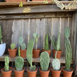 Small Cactus Plants Mix