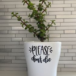 Cute Live Succulent Plant