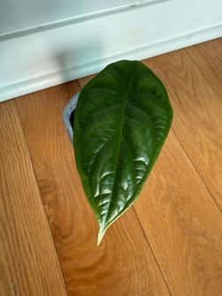 Alocasia Dragon Scale Plant