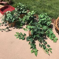 5 Artificial Plants In Wicker Baskets