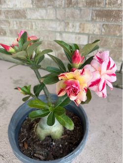 Desert Roses, $35-$75, Mother’s Day gift