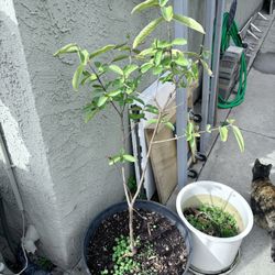 Guava Plant 