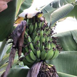 Banana Trees