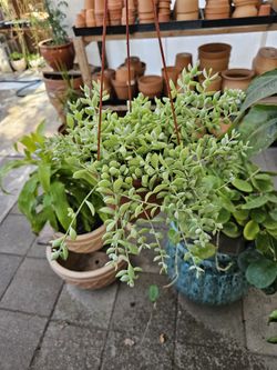 6" Cotyledon Pendens