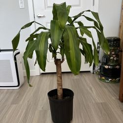 CORN plant Dracaena