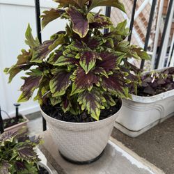 Coleus Plants