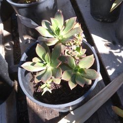 Succulents 