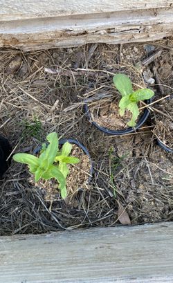 Zinnia Flowers Seedling X 2