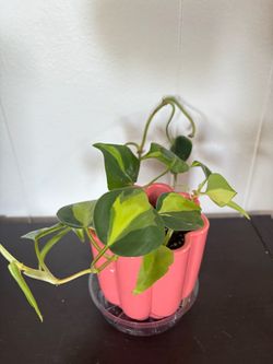 Philodendron Brasil in Pink Plastic 4 inch pot