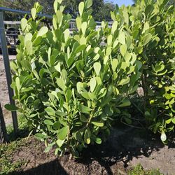 huge clusias over 6 feet tall  Instant  privacy Hedge for fence 