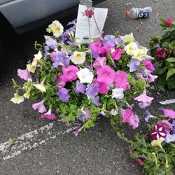 Plants And Roses