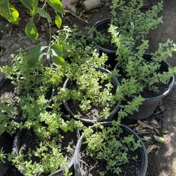 Mexican Oregano