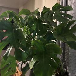 Mature Monstera 