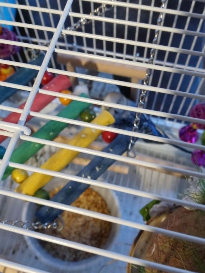 Parakeets