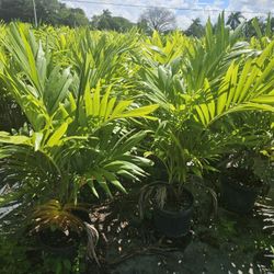 Christmas palms $20  Instant privacy Hedge