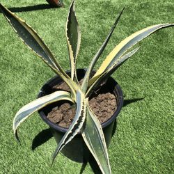 Variegated Agave 