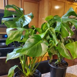 Healthy Monstera Deliciosa Plant