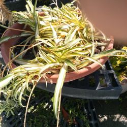 Hanging Spider Plants In A Pot $16