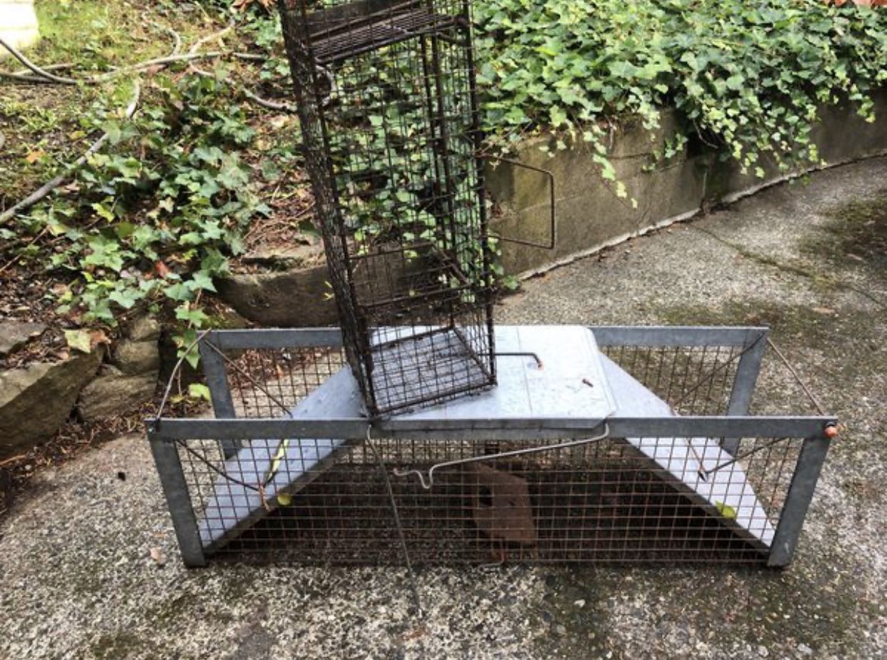 “Live” traps! Both for only $30. Big one is good for raccoons.