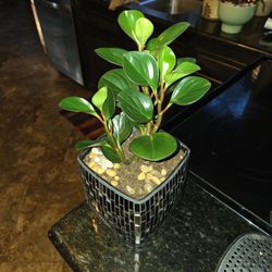 Live Pepperomia Plant In Metallic Pot With Stones