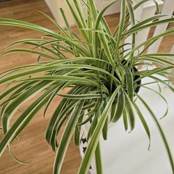Spider  Plant