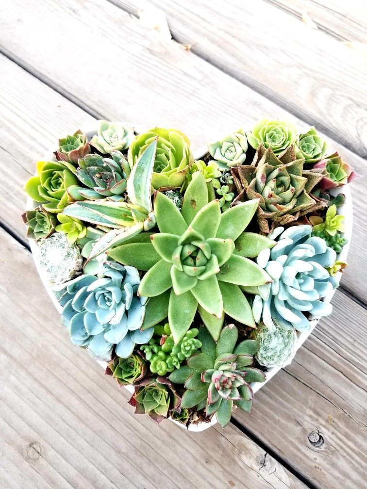 Heart Succulent Arrangement 