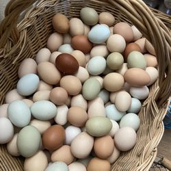 Pasture Raised Eggs 🍳 