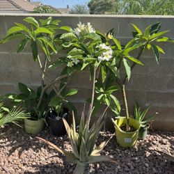 Vendo Plantas Plumeria 