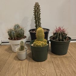 Rare cactus bundle 5 plants