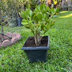 Jade Plant  