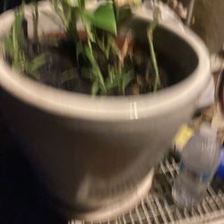 Pathos Hanging Indoor Plants  Large Clay Pot