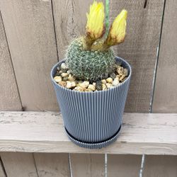 Healthy Cactus Blooming Arrangement Good For Any Gifts 🎁 Only $25 Jackson Ridge Ave 