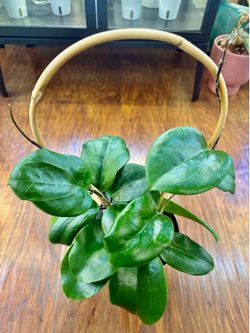 Hoya Surihgaoensis IML
