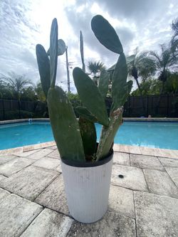 Large Prickley Pear w/ white planter
