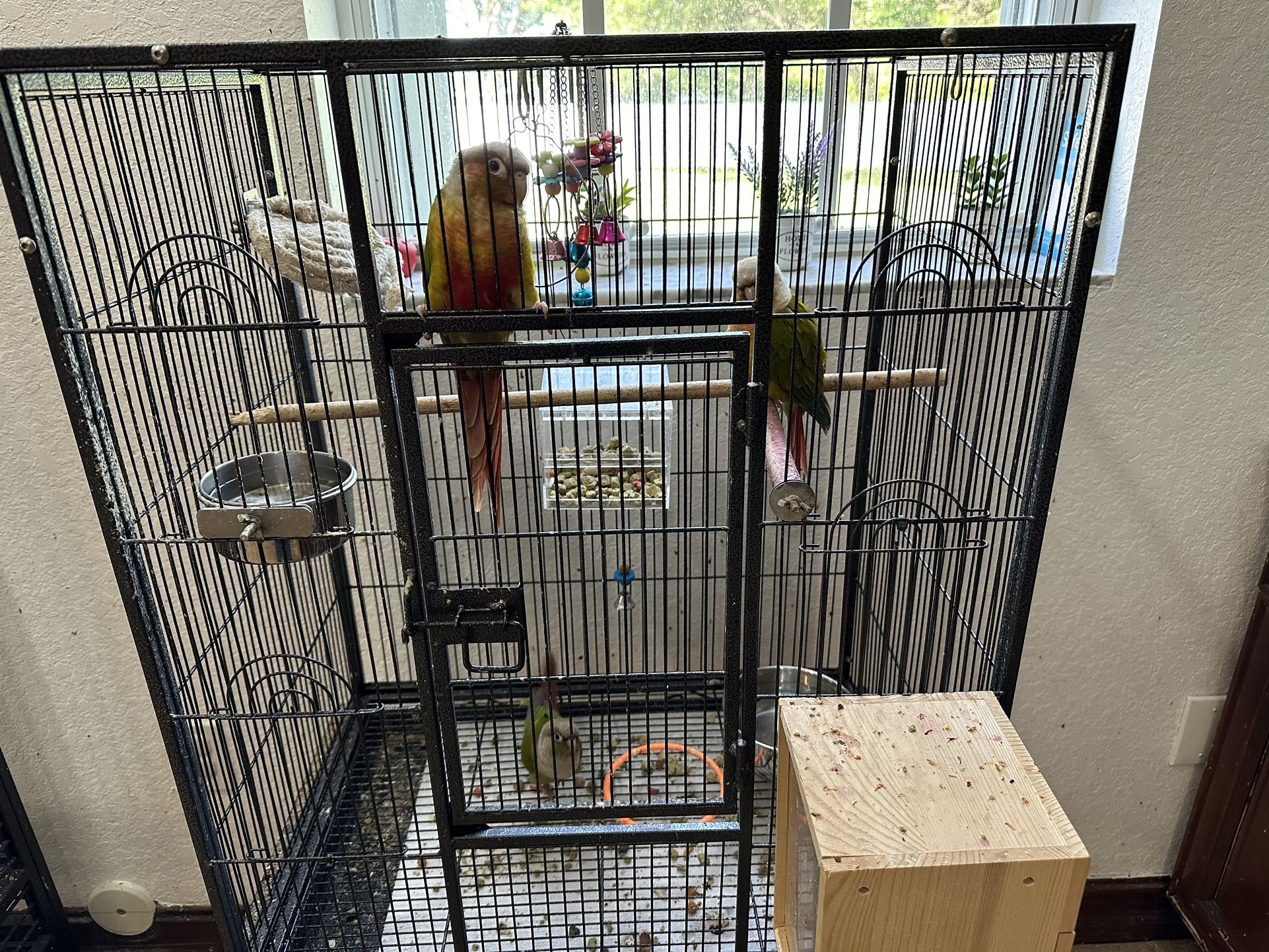 Pineapple Conure Cage