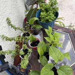 Jade, Pothos & Devils Backbone Plants