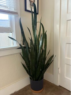 Large snake plant